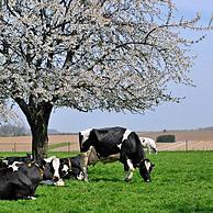 Cows (Bos taurus) resting in orchard with cherry trees blossoming (Prunus avium / Cerasus avium), Haspengouw, Belgium