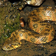 Viperine snake (Natrix maura) swimming in pond, Extremadura, Spain