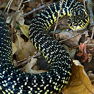 Western whip snake (Coluber viridiflavus), La Brenne, France