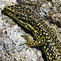 Iberian mountain lizard (Lacerta monticola / Iberolacerta monticola) climbing rock, Sierra de Gredos, Spain