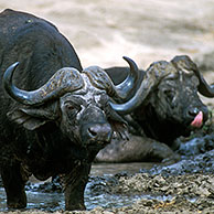 African buffalo / Cape buffalo (Syncerus caffer) takes mud bath in the Kruger NP, South Africa