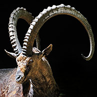 Nubian ibex (Capra ibex nubiana) close-up, native to Israel, Jordan, Saudi Arabia, Oman, Egypt and Sudan