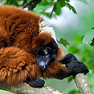 Red Ruffed Lemur (Varecia rubra) native to Madagascar