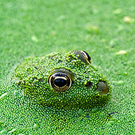 Young Edible frog (Rana esculenta) amongst Duckweed (Lemnaceae) La Brenne, France
