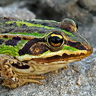 Marsh Frog (Pelophylax ridibundus / Rana ridibunda), La Brenne, France