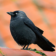 Jackdaws (Corvus monedula) on rooftop