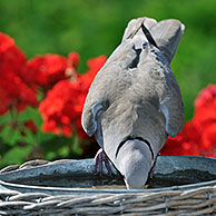 Eurasian Collared Dove (Streptopelia decaocto) drinking from bird bath in garden in summer, Belgium