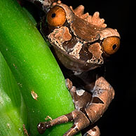 Spiny-headed / Crowned Tree frog (Anotheca spinosa) on leaf, Costa Rica