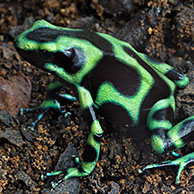 Green and black poison dart frog (Dendrobates auratus) on forest floor, Costa Rica