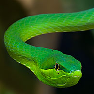 Green vine snake (Oxybelis fulgidus) Costa Rica