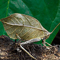 Leaf mimic katydid, Central America, Costa Rica
