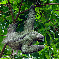 Brown throated / Three toed sloth (Bradypus variegatus), Manuel Antonio NP, Costa Rica, Central America