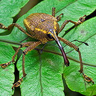 Weevil sitting on leaf, Costa Rica, Tapanti NP, Central America