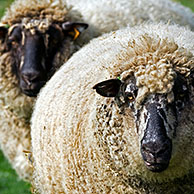 Entre Sambre et Meuse, Belgian sheep breed, Belgium