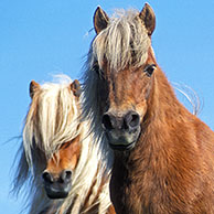 Shetland pony (Equus caballus) in field, Scotland, UK