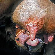 Calf drinking milk from cow's udder (Bos taurus), Belgium