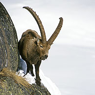 Ibex male (Capra ibex) on rock ledge in the snow in winter, Gran Paradiso NP, Italy 