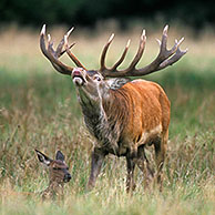 Male red deer (Cervus elaphus) stag spraying urine onto his belly and forequarters during the rut, Jaegersborg, Denmark 