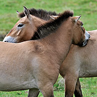 Przewalski's horse (Equus ferus przewalskii) and foal on edge of forest, native to Mongolia