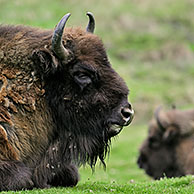 Wisent / European bison (Bison bonasus) resting in grassland 