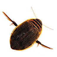 Lesser diving beetle / Grooved diving beetle (Acilius sulcatus), Belgium