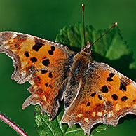 Comma butterfly (Polygonia c-album) resting on leaf with wings spread, La Brenne, France
