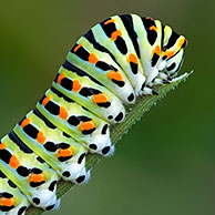 Swallowtail butterfly caterpillar (Papilio machaon), La Brenne, France