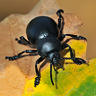 Bloody-nosed beetle / blood spewer / blood spewing beetle (Timarcha tenebricosa) on leaf, La Brenne, France