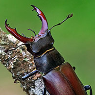 Portrait of male stag beetle (Lucanus cervus) on branch, La Brenne, France