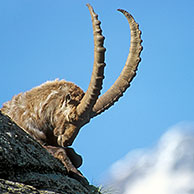 Ibex male (Capra ibex) resting on rock, Gran Paradiso NP, Italy 