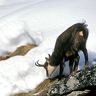 Chamois (Rupicapra rupicapra) foraging in the snow in winter, Gran Paradiso NP, Italy 