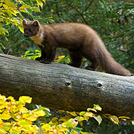 Pine marten (Martes martes) running over fallen tree trunk in forest in autumn, Germany 