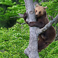 European Brown bear (Ursus arctos) climbing tree in forest, Bavarian Forest NP, Germany 