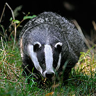 European badger (Meles meles), England, UK