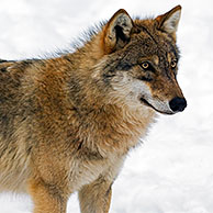 Wolf (Canis lupus) in the snow in winter, Bavarian Forest, Germany