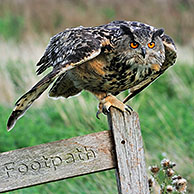 Eagle owl (Bubo bubo) landing with wings spread on perch in meadow, England, UK