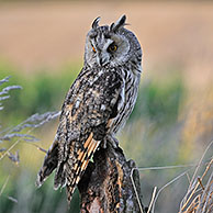 Long eared owl (Asio otus) perched on tree stump at forest's edge, England, UK
