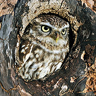 Little owl (Athene noctua) at nest hole in tree, England, UK