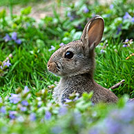 Young European rabbit (Oryctolagus cuniculus) among flowers in meadow, Belgium