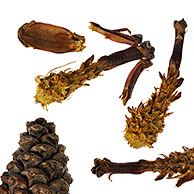 Cones from Scots Pine (Pinus sylvestris) stripped by Red squirrel (Sciurus vulgaris), Belgium - remains of feeding 