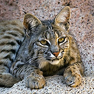 Two bobcats (Lynx rufus / Felis rufus) resting in cave, Arizona, US