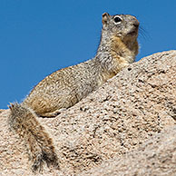 Rock Squirrel (Spermophilus variegatus) Arizona, US