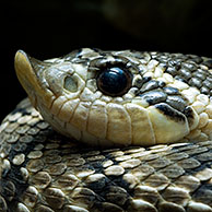 Close up of head Western hognose snake (Heterodon nasicus), Arizona, US
