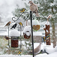 Songbirds feeding on nuts and fat from bird feeder during snow shower in winter