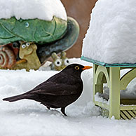 European Robin (Erithacus rubecula) on bird feeder in garden in the snow in winter
