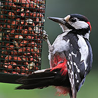 Great Spotted Woodpecker / Greater Spotted Woodpecker (Dendrocopos major) male eating peanuts from bird feeder in garden, Belgium