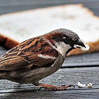 Male Common / House sparrow (Passer domesticus) eating discarded slice of bread, Belgium 