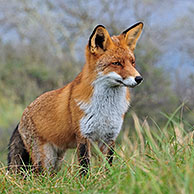 Red fox (Vulpes vulpes) in thicket with common sea-buckthorn in the dunes in autumn, the Netherlands