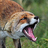 Aggressive, subordinate Red fox (Vulpes vulpes) in defensive posture showing teeth and keeping ears flat, the Netherlands