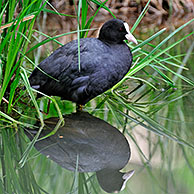 Reflection in water of Coot (Fulica atra) resting on bank, Germany